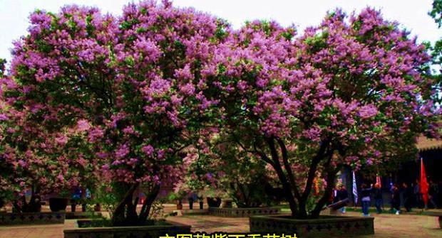 丁香花叶病的防治方法（预防丁香花叶病的关键措施）