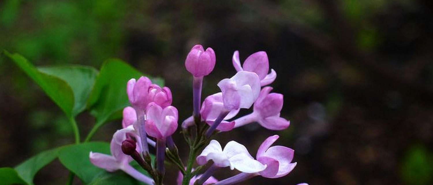 丁香花的多彩世界（探秘丁香花的五种颜色及其特点）