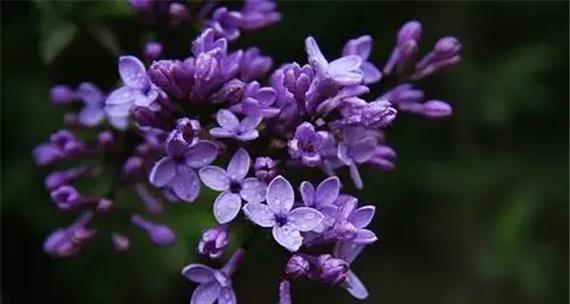 丁香花的香味和美妙（探秘丁香花的魅力和奥秘）