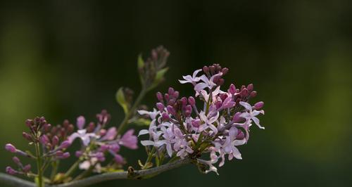 丁香花过冬全攻略（让你的丁香花在寒冷的冬天里也能绽放美丽花朵）