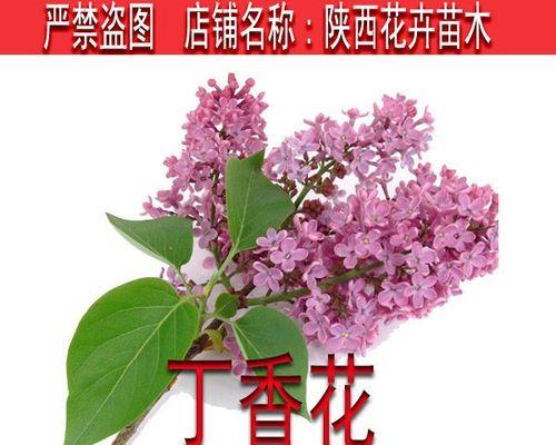 如何修剪出漂亮的丁香花（学会这些技巧）