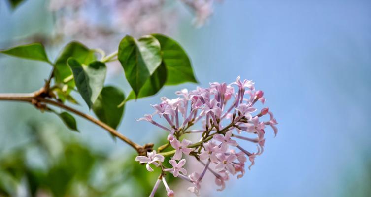 丁香花的种类及特征（探究丁香花的形态）