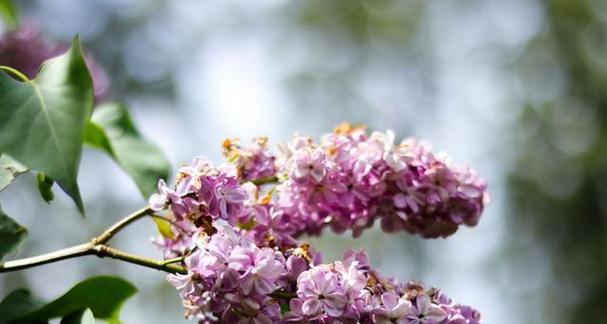 丁香开花规律解析（从季节到花序）