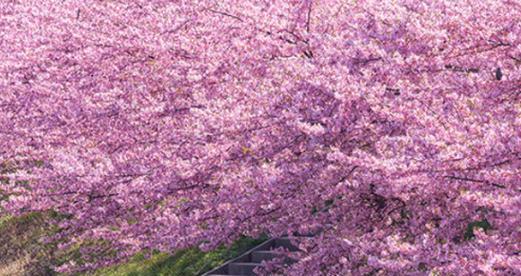 东京樱花花期揭秘（赏樱攻略）