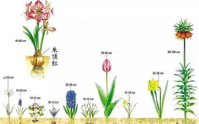 冬瓜种植全指南（时间、方法、关键步骤等详解）