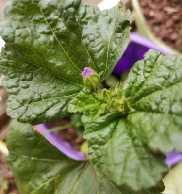 冬寒菜播种时间的选择与注意事项（冬寒菜种植成功的秘诀）