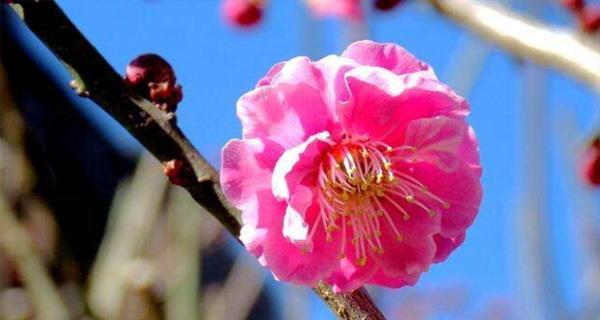 冬梅开花时间及注意事项（寒冬季节的美丽）