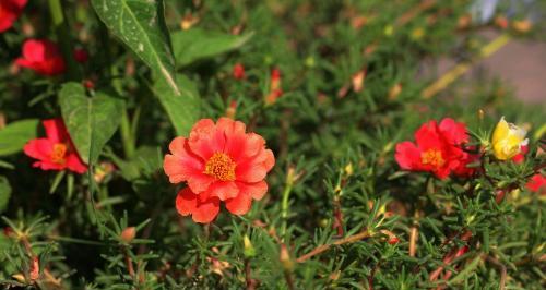 以太阳花的花语含义（探寻以太阳花的美丽内涵）