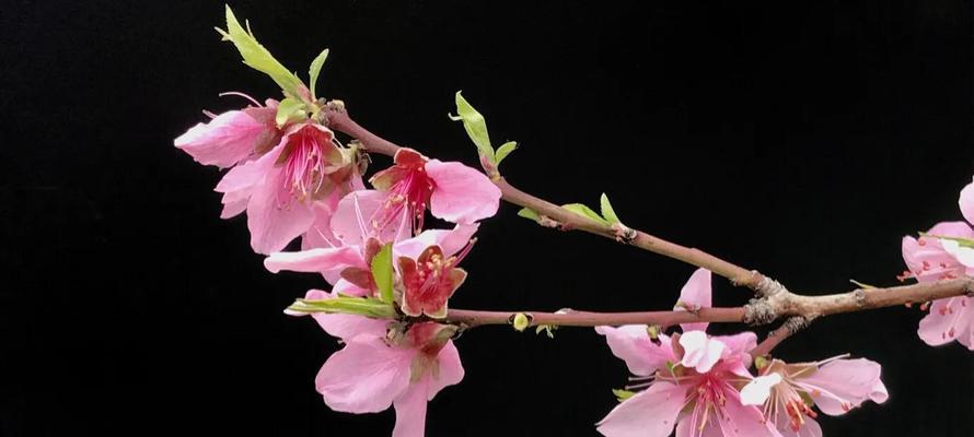 桃花的花语与象征意义（探寻桃花的浪漫与吉祥）