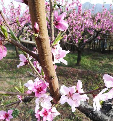 古代桃花的寓意与象征（桃花在古代的象征意义及文化背景）