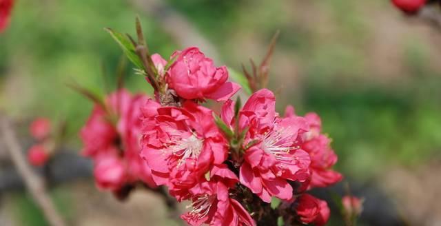 桃花花语（探索桃花花语的深层意义）