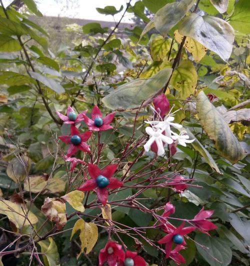 梧桐花的花语——流转与回归（梧桐花的花语传达着生命的循环和坚强的品质）