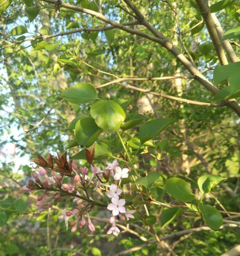 五瓣丁香花的含义及象征意义（美丽花卉中的爱与祝福）