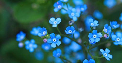 勿忘我花（花开花谢）