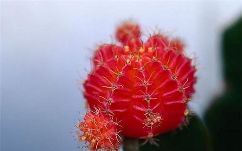 仙人球花语之美——深入探索仙人球花的意义与象征（揭秘仙人球的花语和神秘之美）