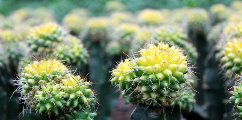 仙人掌之花语与寓意（探索仙人掌所代表的花语及寓意）