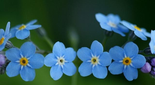 星辰花的花语（星辰花花语的深意和启示）