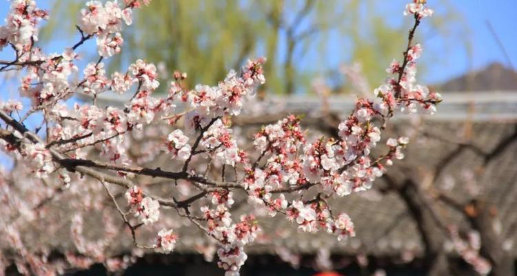 杏花之美与花语（揭秘杏花的古代别称）