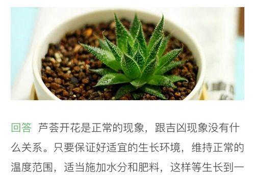 芦荟换盆后的浇水方法（浇水注意事项及步骤）