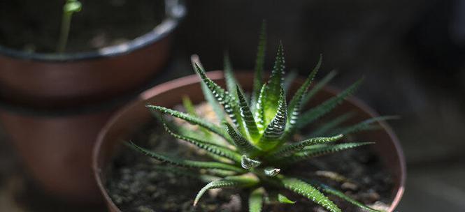 芦荟开花了吗（探究芦荟的开花情况）