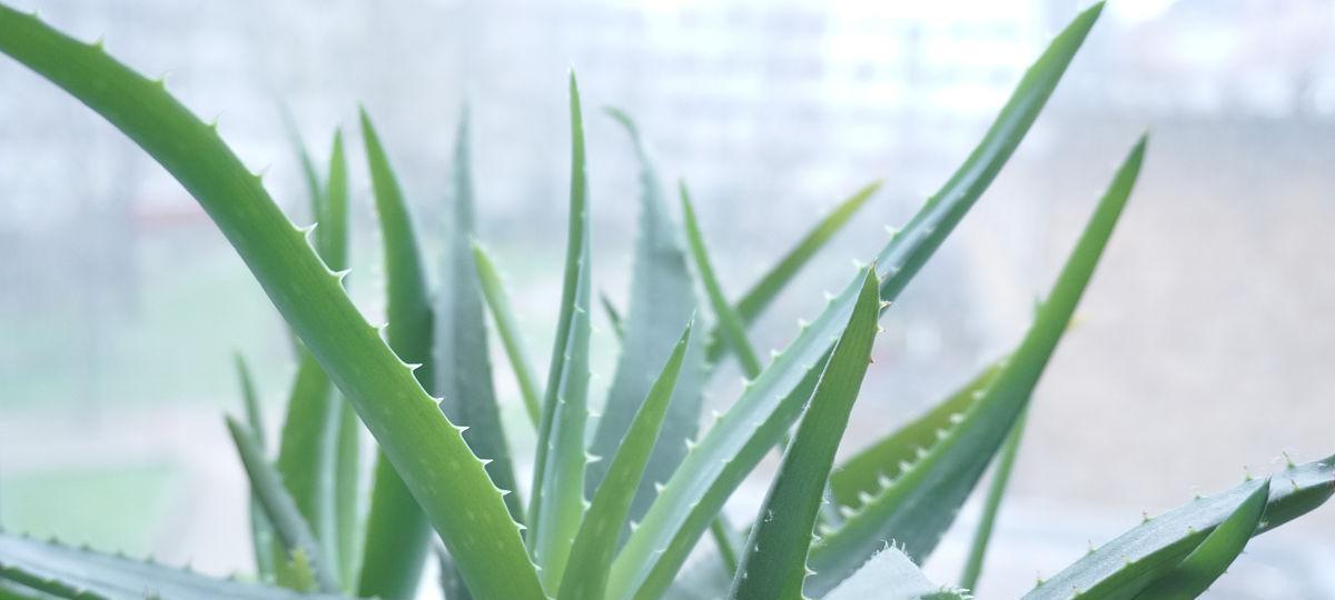 芦荟泡水喝的功效与注意事项（探秘芦荟泡水喝的正确方法与禁忌）