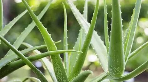 芦荟的分类和特点（解析芦荟的植物学属性）