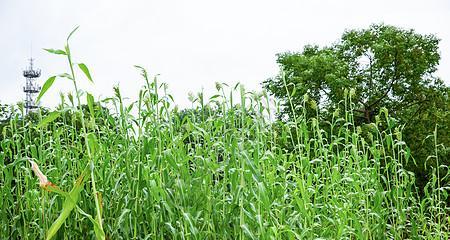 芦粟的性质及功效探究（热性还是凉性）