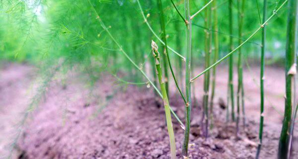 如何种植芦笋根（种植时间、选址、育苗、施肥、浇水、管理、病虫害防治、收获）