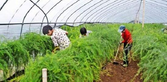 芦笋种植指南（选择适宜的季节）