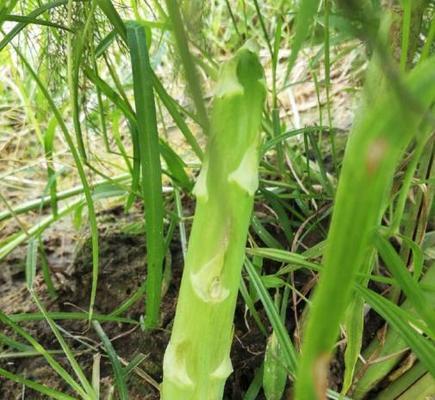 芦笋种子发芽时间及种植技巧（掌握种子发芽周期）