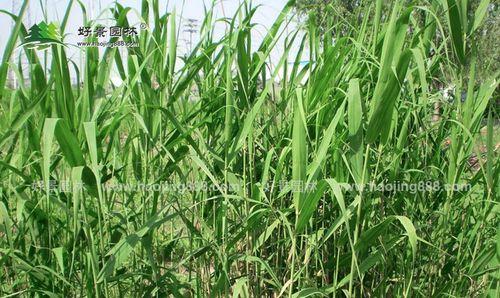 芦苇的生长习性特点及生长环境条件（湿地植物的代表与功用）