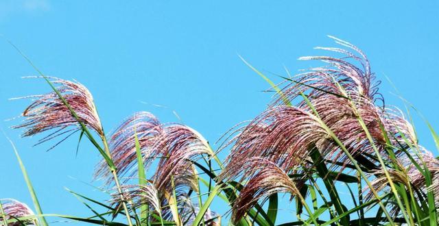 芦苇——一种常见的草本植物（了解芦苇的分类）