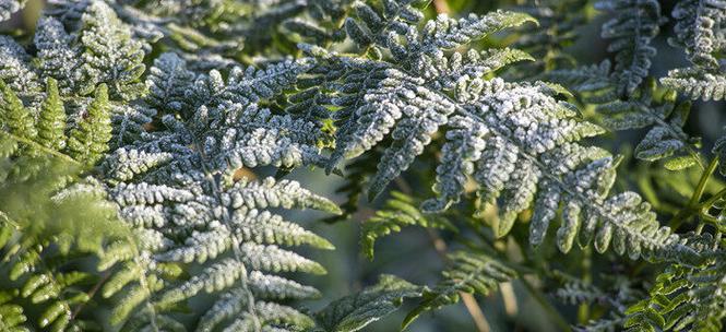 芦苇是蕨类植物吗？——解析芦苇植物的分类归属