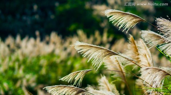 芦苇——湖泊之珍