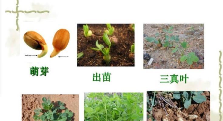 长春花种子的种植方法详解（了解长春花种子的特点）