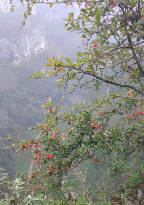 长红果的植物大全（了解这些植物的外观）