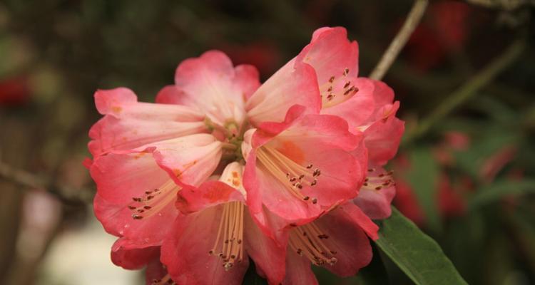 红色杜鹃花（探索红色杜鹃花的美丽与内涵）