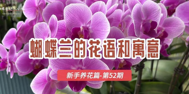 蝴蝶兰的花语（探寻蝴蝶兰的花语之美）