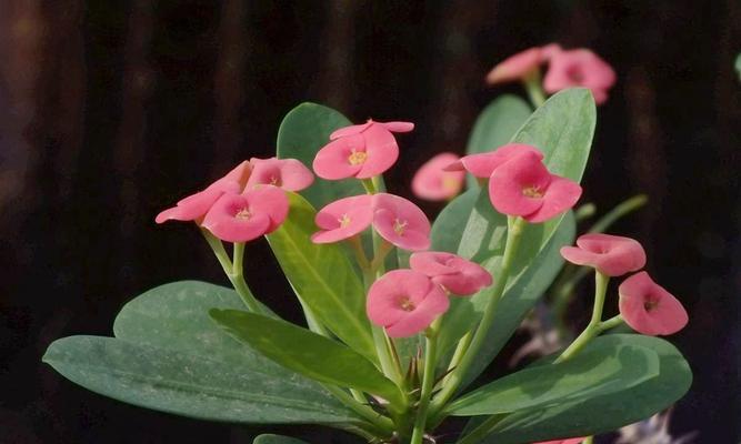 虎刺梅花（虎刺梅花）