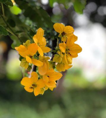 槐花花语之意义与传承（唤醒回忆的芬芳馈赠——探寻槐花的浓郁花语）