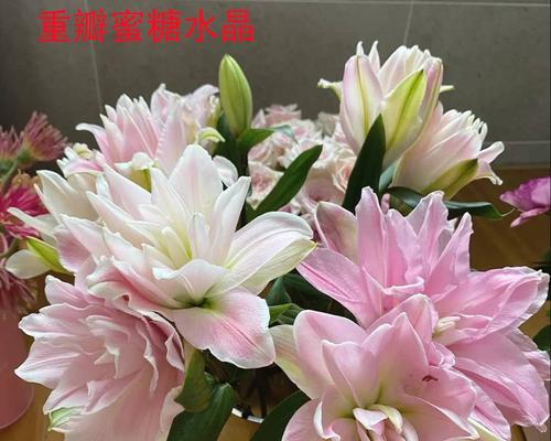 黄百合花的寓意与美丽（探寻黄百合花的深层含义）