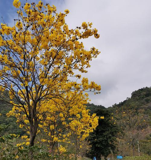 黄花风铃木的意义与价值（探寻黄花风铃木的寓意）