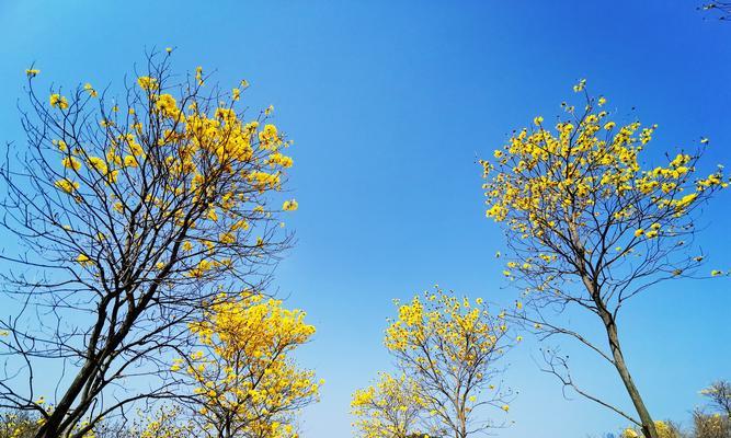 黄花风铃木花语之美——探寻自然与人文的和谐（探索黄花风铃木花语的深意）