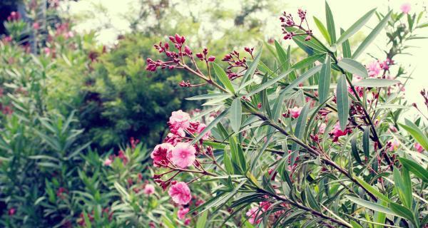 夹竹桃的花语和寓意（揭开夹竹桃盛开的秘密）