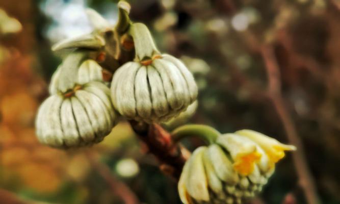 以结香花的寓意和风水（探索花语的神奇力量）