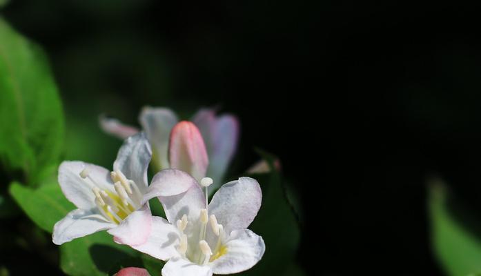 以锦带花花语解读人际关系的奥秘（锦带花花语的意义和应用）