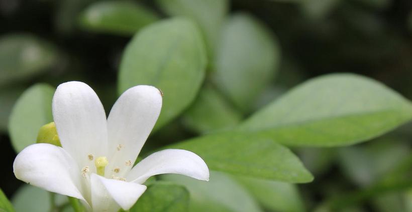 九里香的花语（探寻九里香独特的意义）