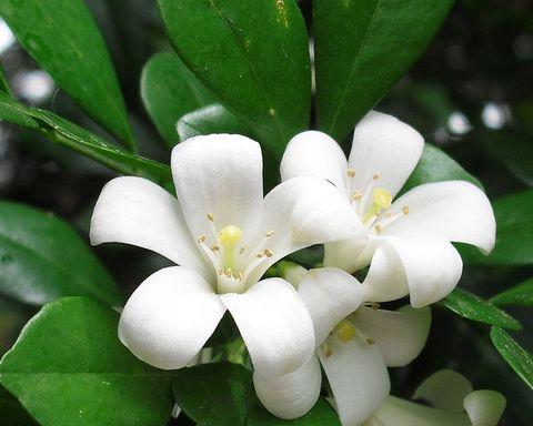 九里香花语之美——诠释花语的深意（探索九里香花语的独特魅力）