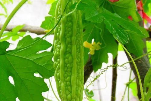 石家庄适合种什么蔬菜（探究石家庄地区适宜种植的蔬菜类型）