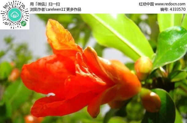 石榴花（探秘石榴花的形态和独特魅力）